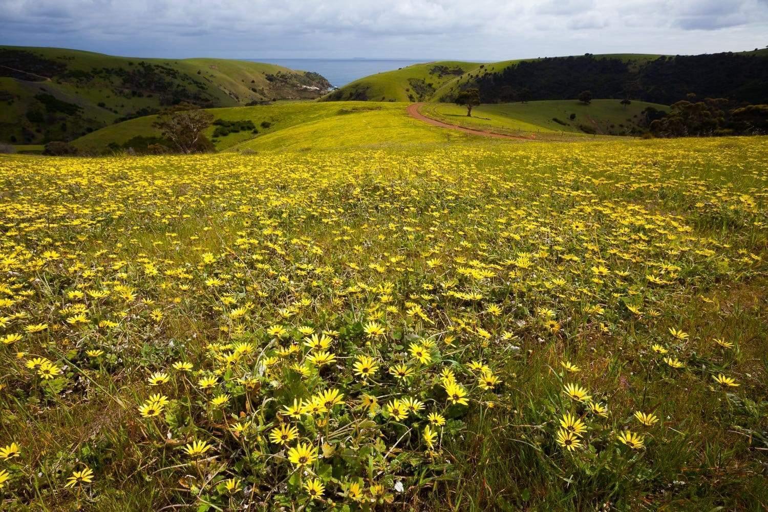 A green park with some yellow flowers on the ground, Spring Flowers - Kangaroo Island SA