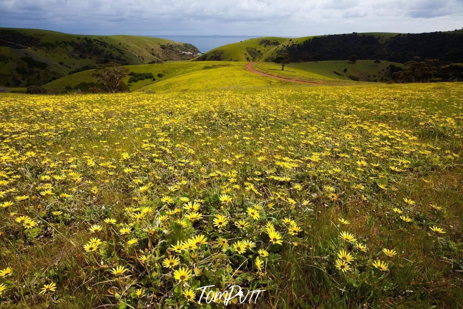 A green park with some yellow flowers on the ground, Spring Flowers - Kangaroo Island SA