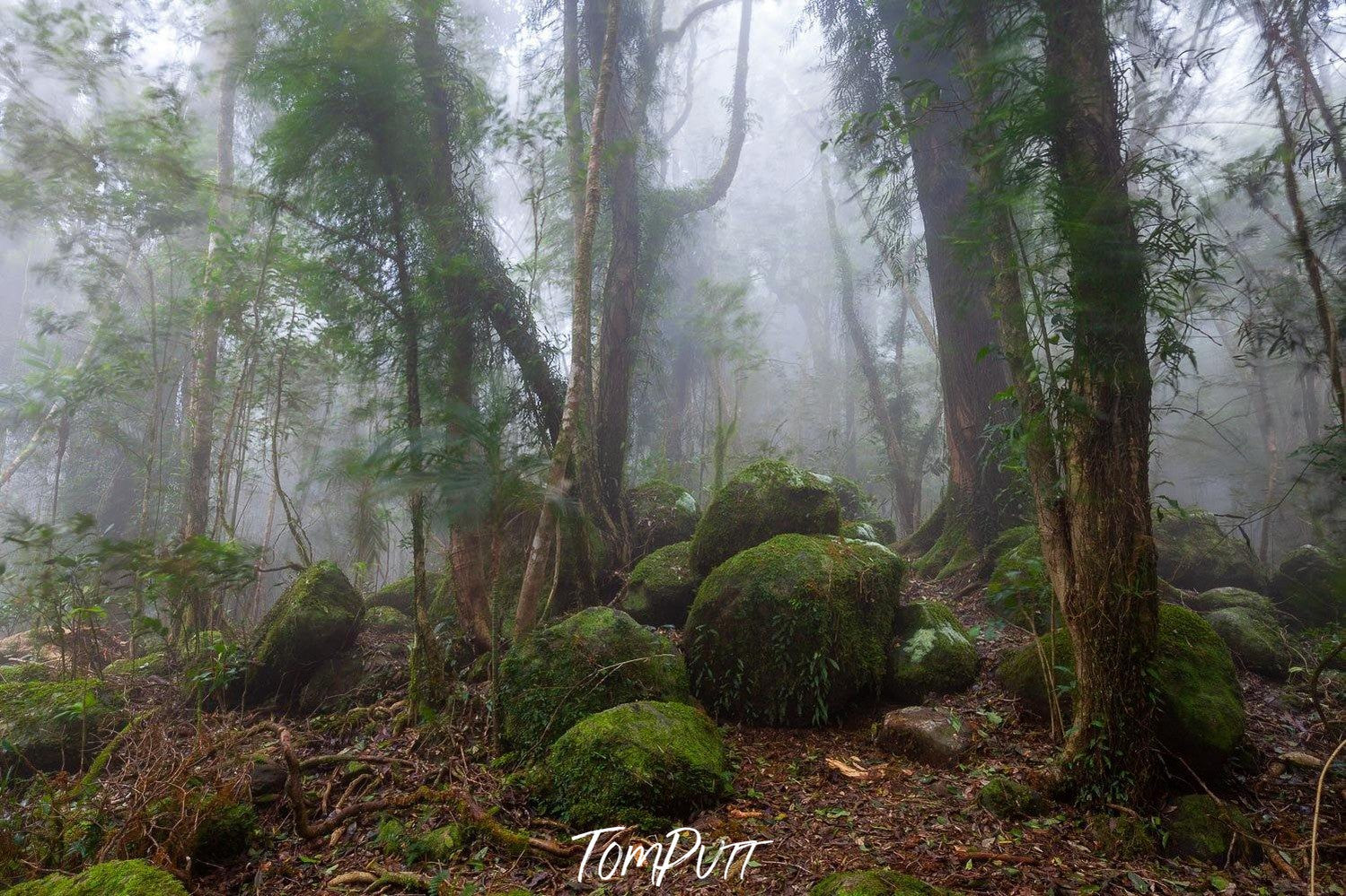 Standing trees and bushes on the stones in the jungle, Springbrook Boulders - QLD