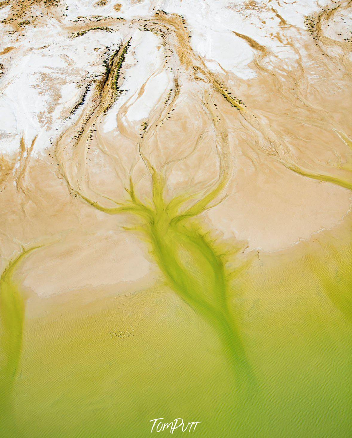 Aerial view of a giant green oceanic texture with some white sand on the top, Squid