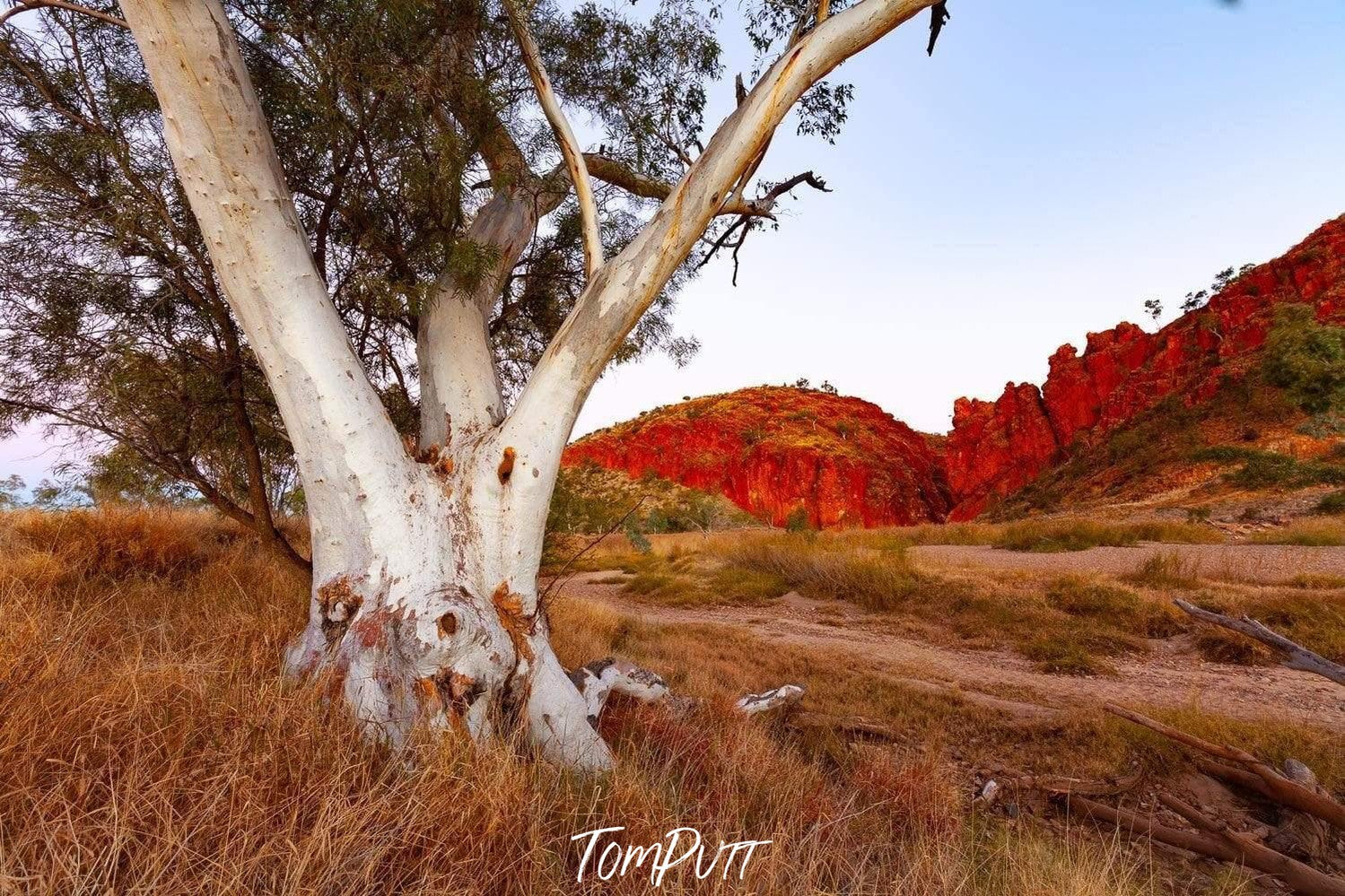 A massive gum tree standing alone in a shiny mountain area, Standing Alone - West Macdonnell Ranges, NT