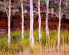 Group of long-standing gum trees in the forest, Standing tall - Karijini, The Pilbara