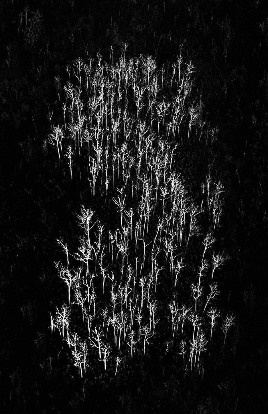 Aerial view of a group of standing plants in the darkness, Sticks