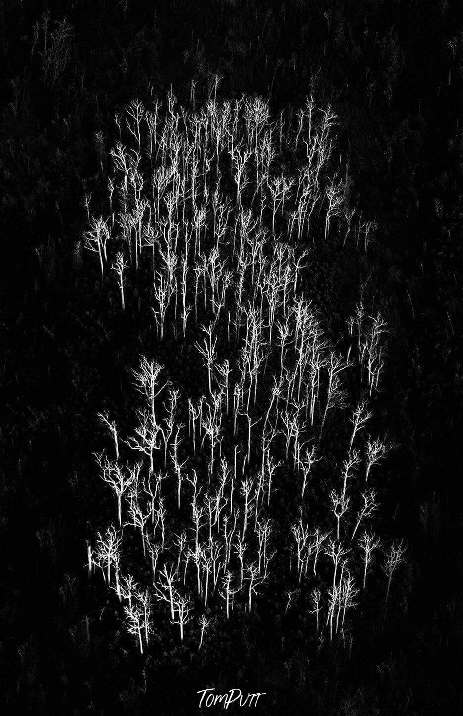 Aerial view of a group of standing plants in the darkness, Sticks