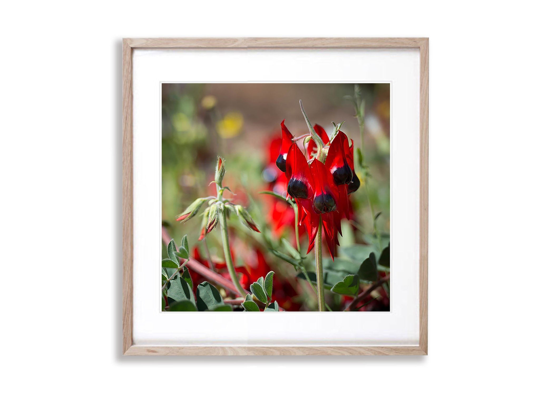 Sturt Desert Pea - Red Centre NT