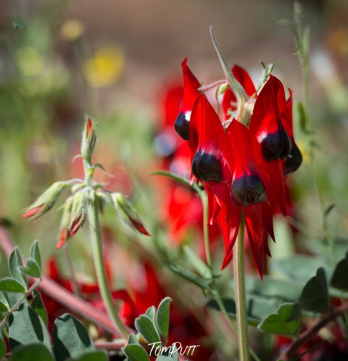 close-up shot of Sturt Desert Pea, Sturt Desert Pea - Red Centre NT