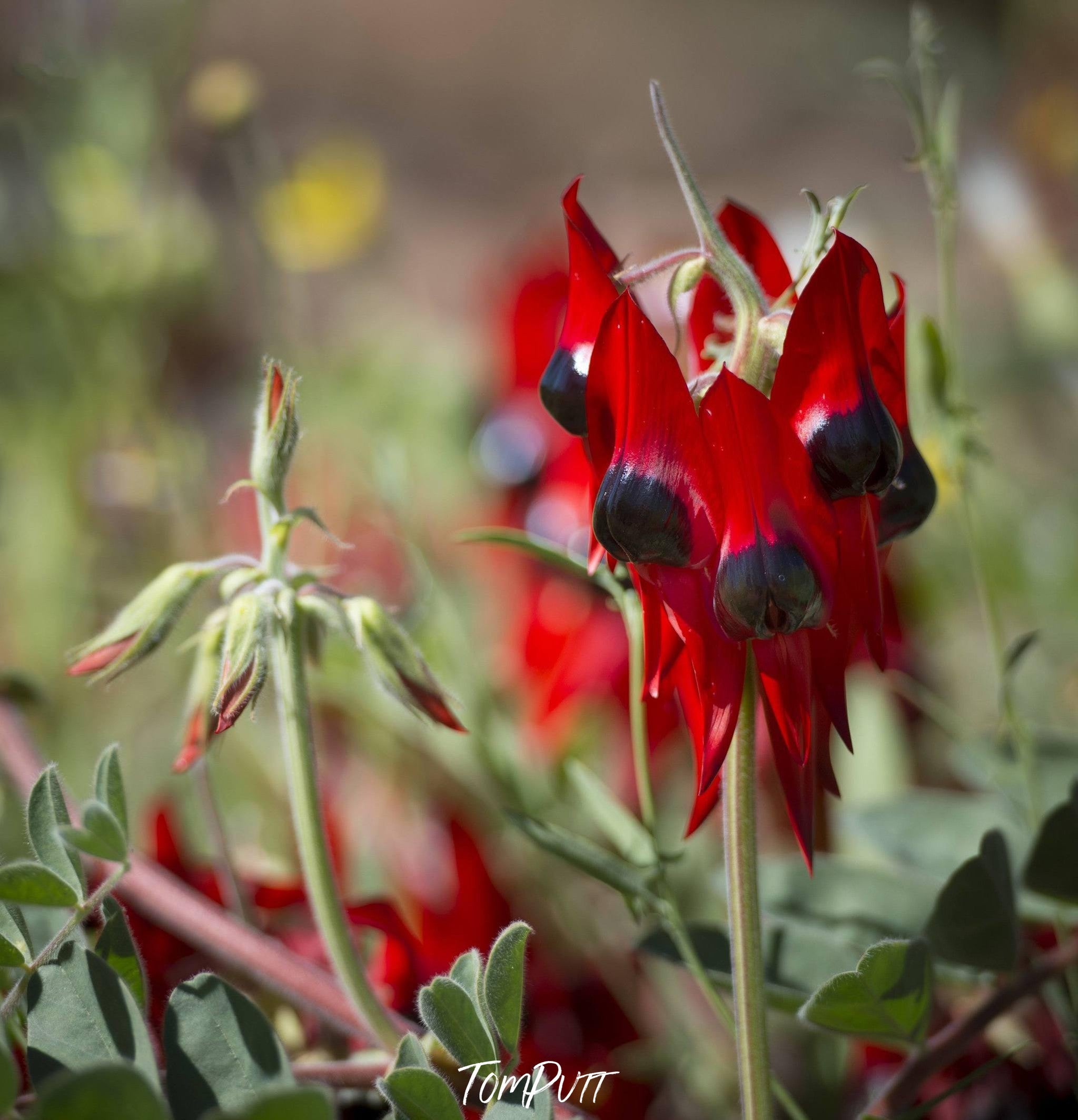 close-up shot of Sturt Desert Pea, Sturt Desert Pea