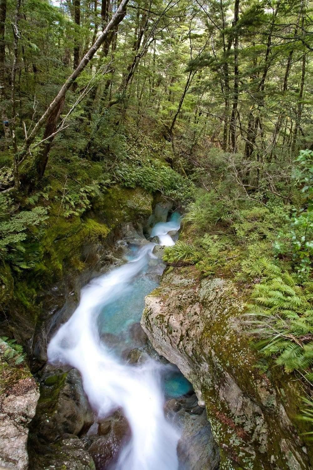Thick green forest with a flow of clean water, Sugar Loaf Stream, Routeburn Track - New Zealand