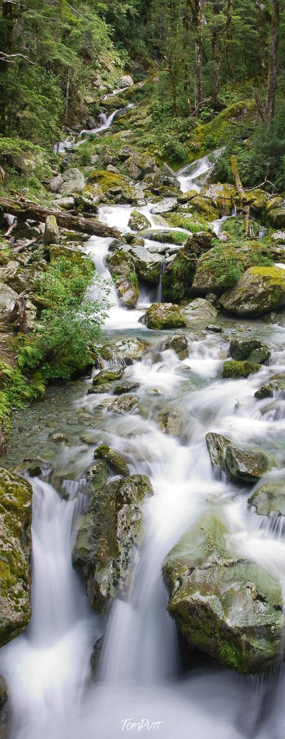 Thick green forest with a flow of clean water, Sugar Loaf Stream, Routeburn Track - New Zealand