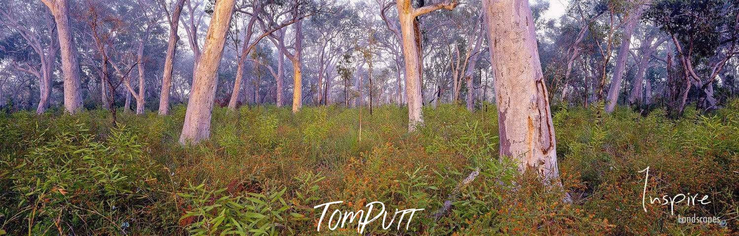 Greenfield with some trees standing tall, Swamp Coolum QLD