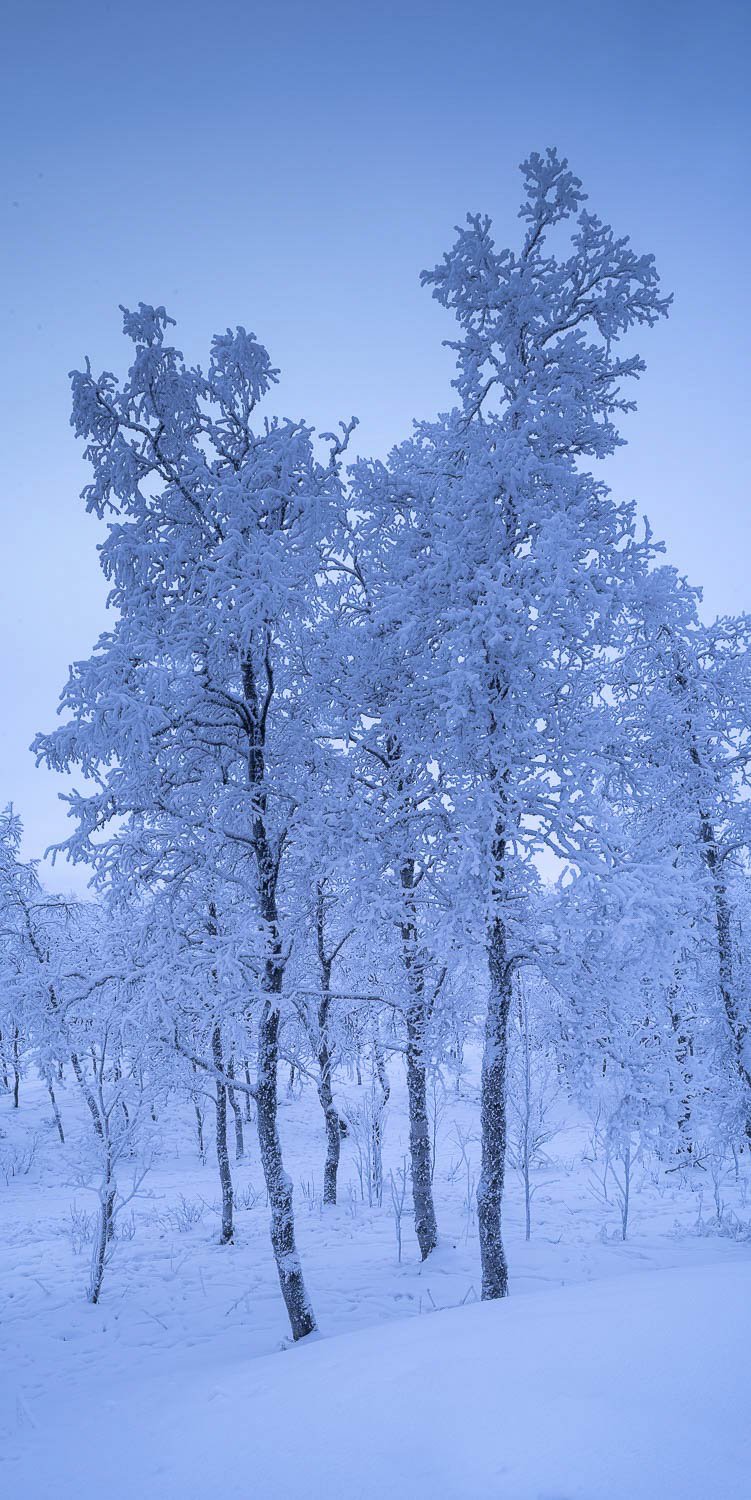 Long-standing palm trees covered with snow, Sweden #10