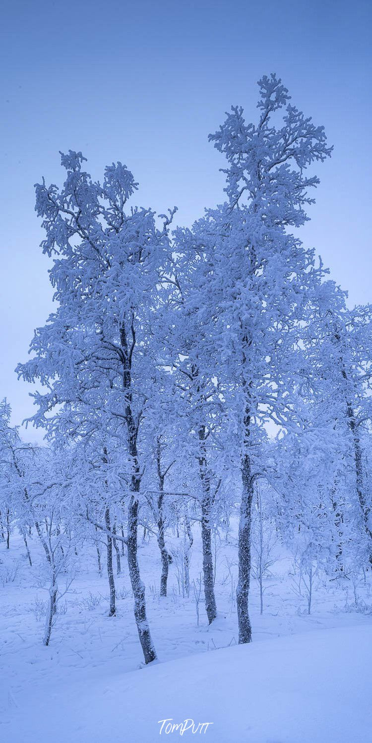 Long-standing palm trees covered with snow, Sweden No.10