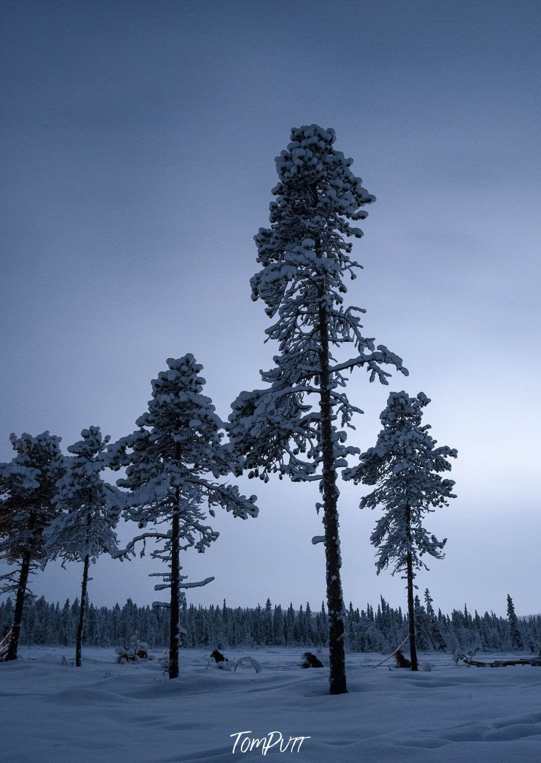 Long-standing trees covered with snow, Sweden No.14