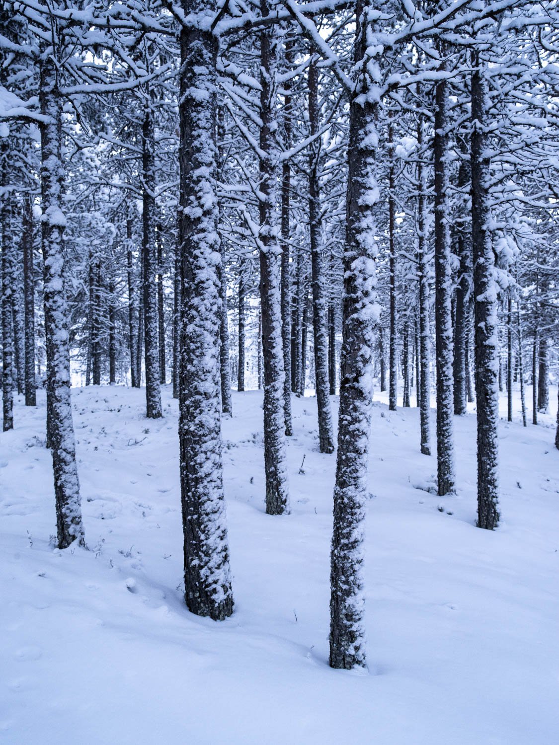 A lot of long thin trees standing on a snow-covered land, Sweden #16