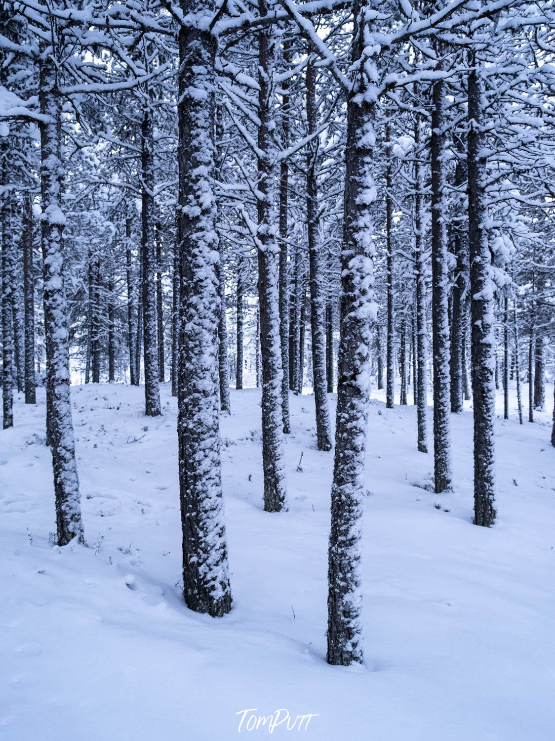 A lot of long thin trees standing on a snow-covered land, Sweden No.16