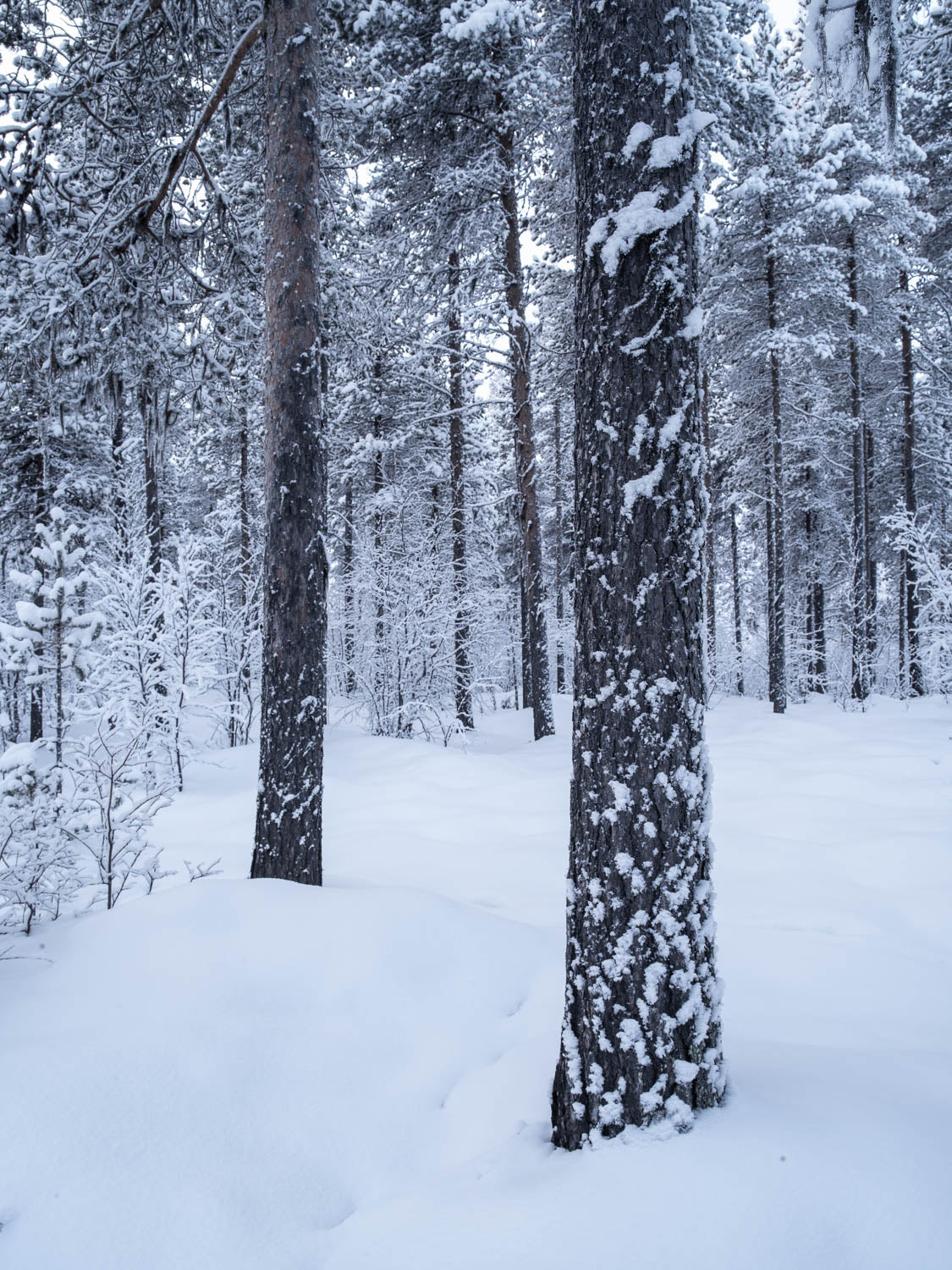 A forest covered with snow, Sweden #18