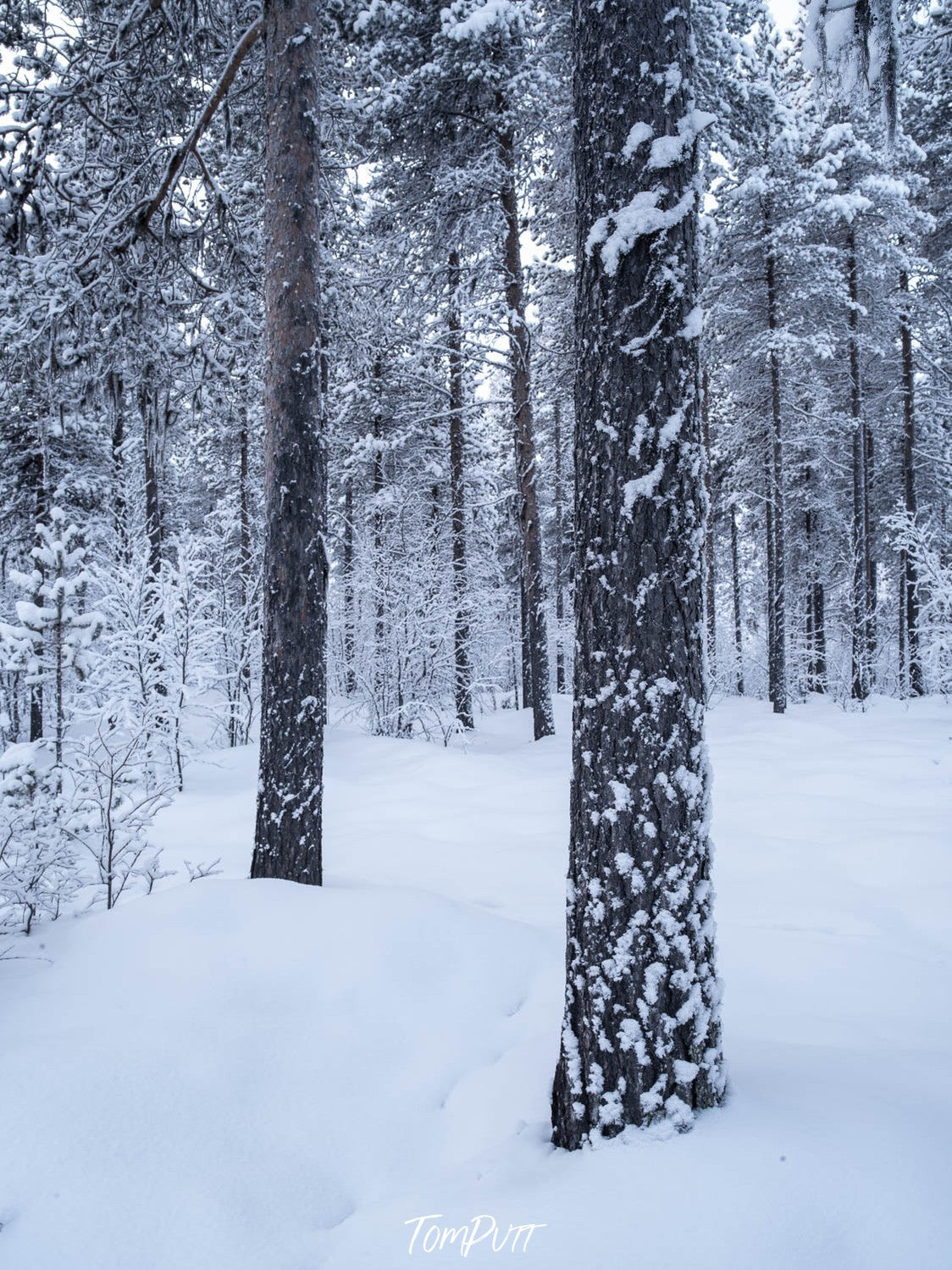 A forest covered with snow, Sweden No.18