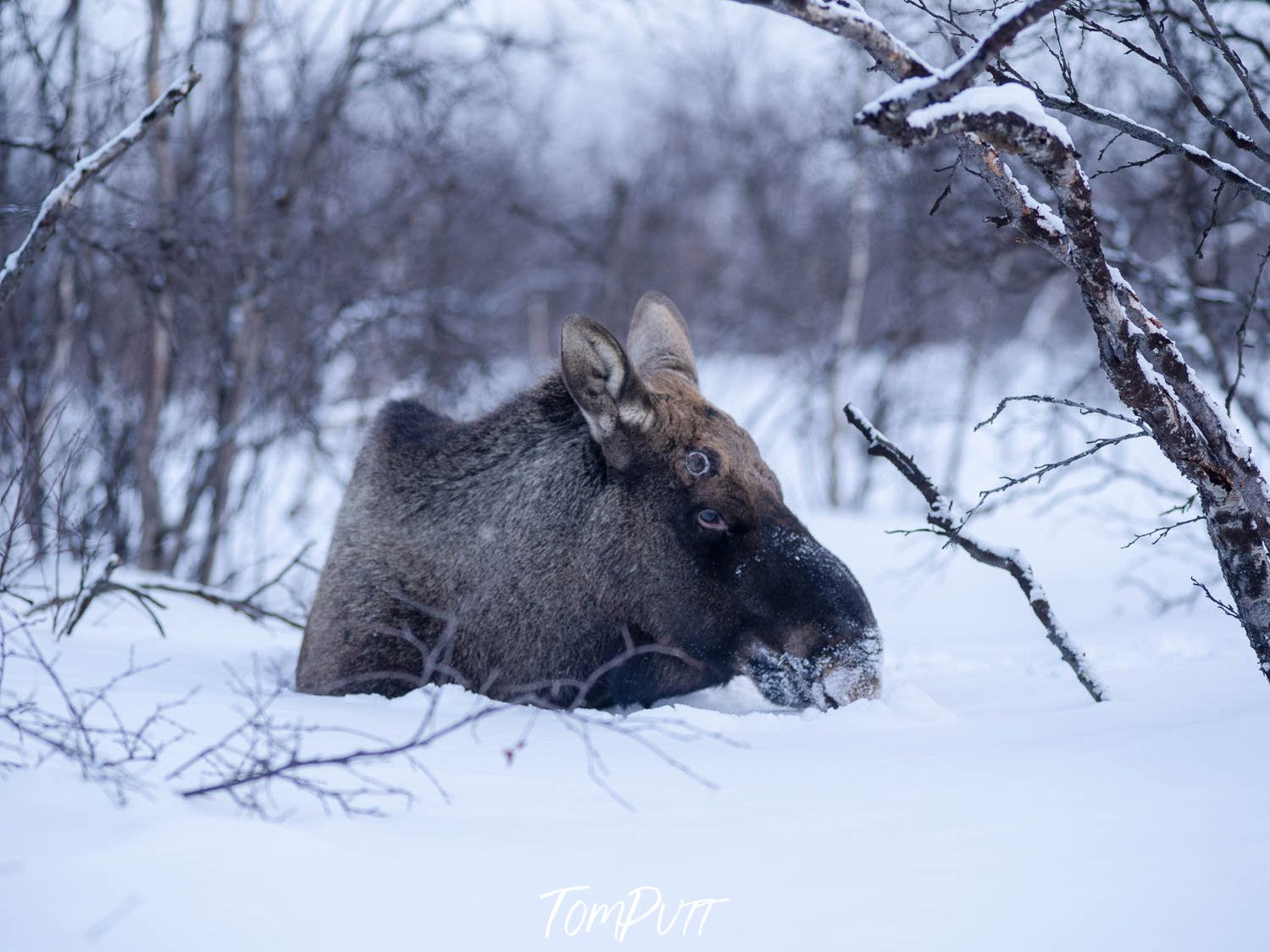 A weird wild animal on in the forest covered with snow, Sweden No.19