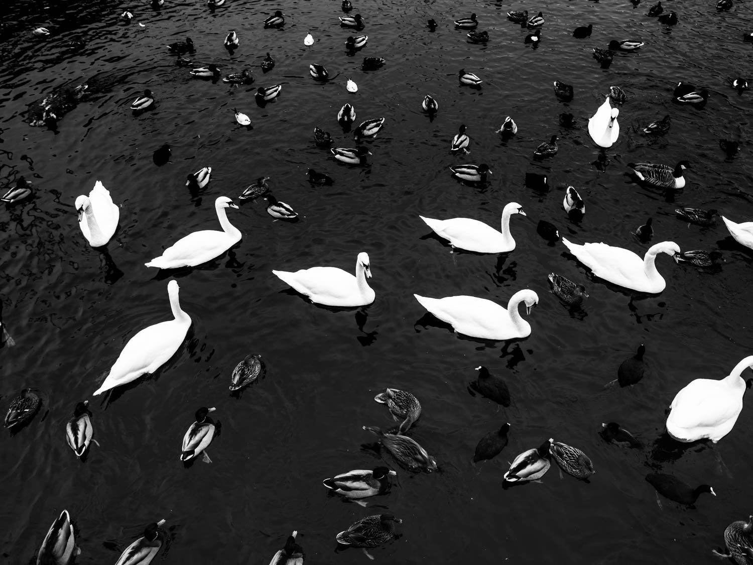 A lot of Black and white color ducks in the watercourse, Sweden #20