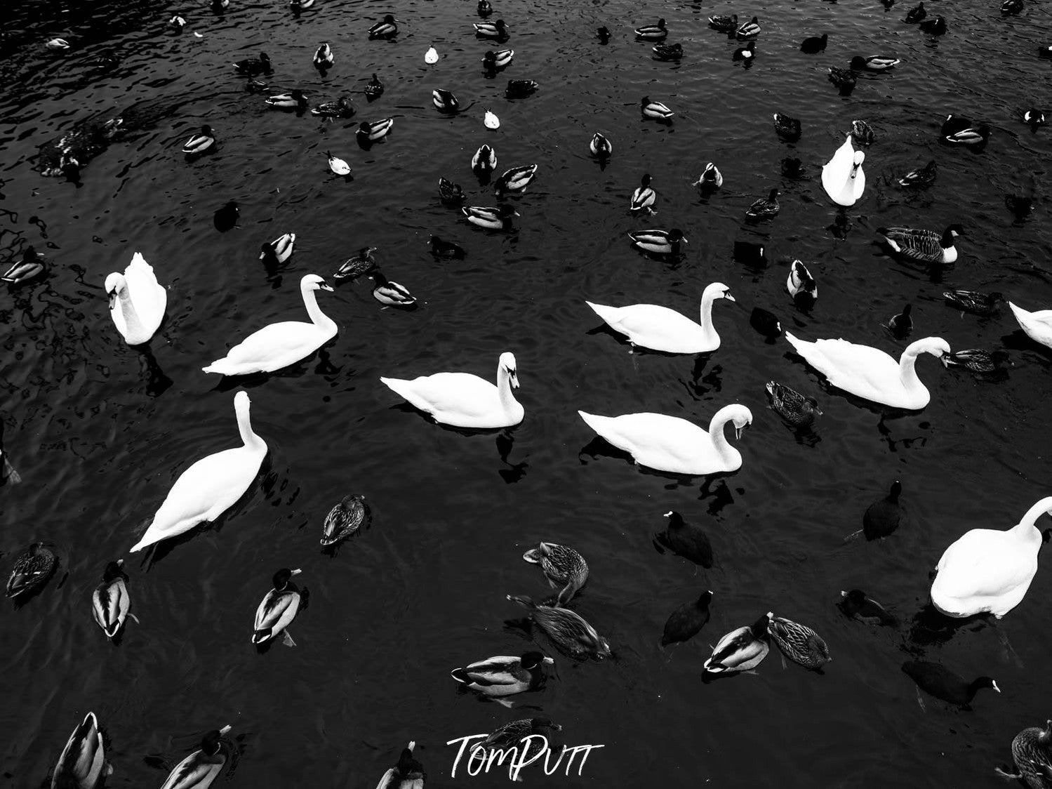 A lot of Black and white color ducks in the watercourse, Sweden No.20