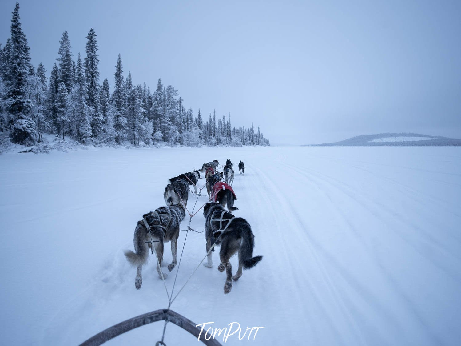 Group of wild animals walking on a snow-covered land, Sweden No.24