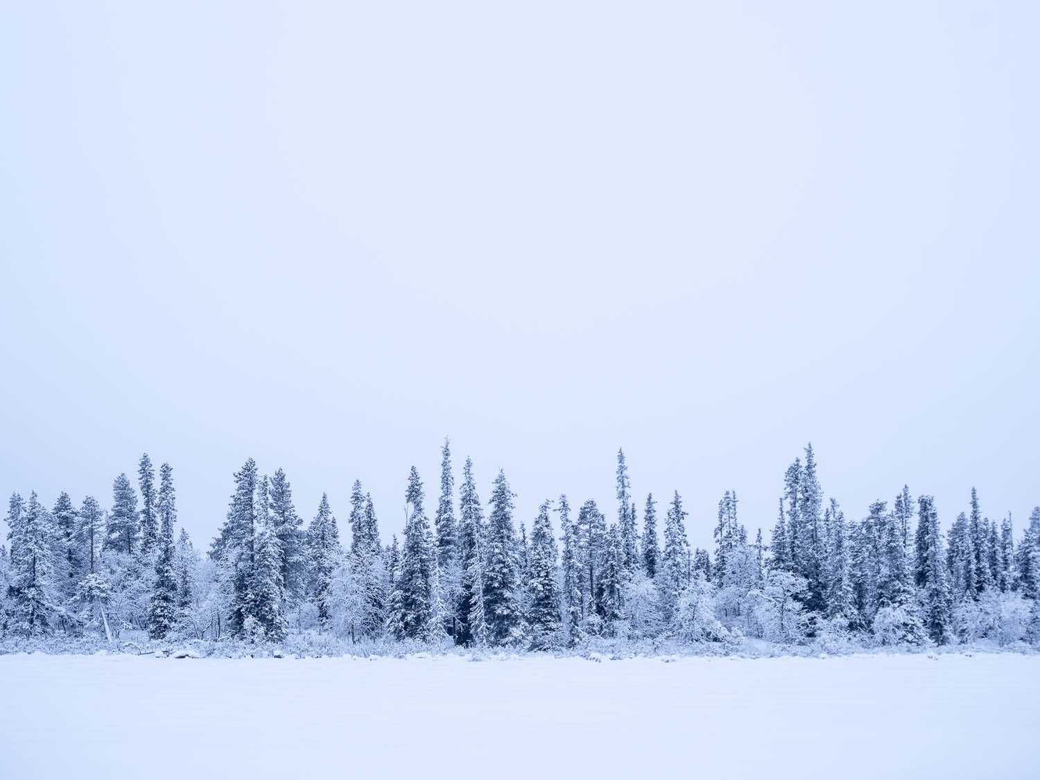 Series of long trees covered fully with snow, Sweden #25