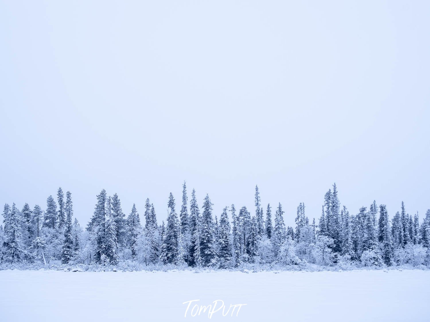 Series of long trees covered fully with snow, Sweden No.25