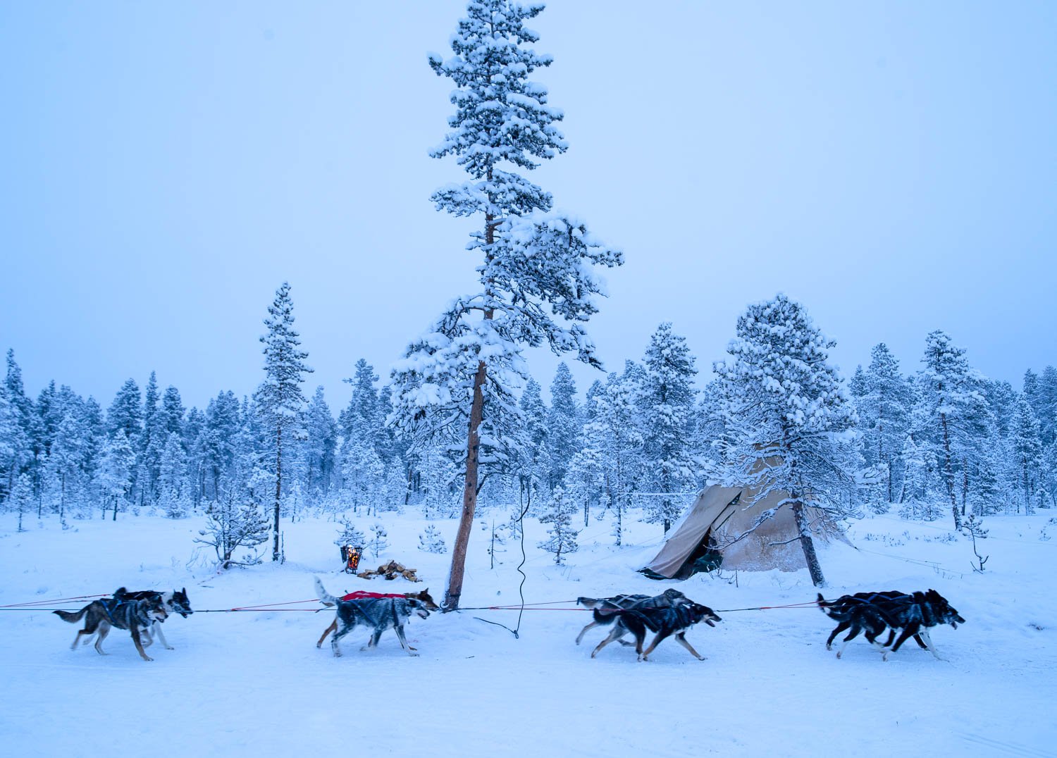 A snow-covered jungle, and some wild animals passing by, Sweden #28