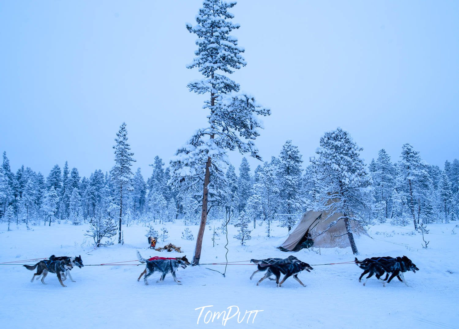 A snow-covered jungle, and some wild animals passing by, Sweden No.28