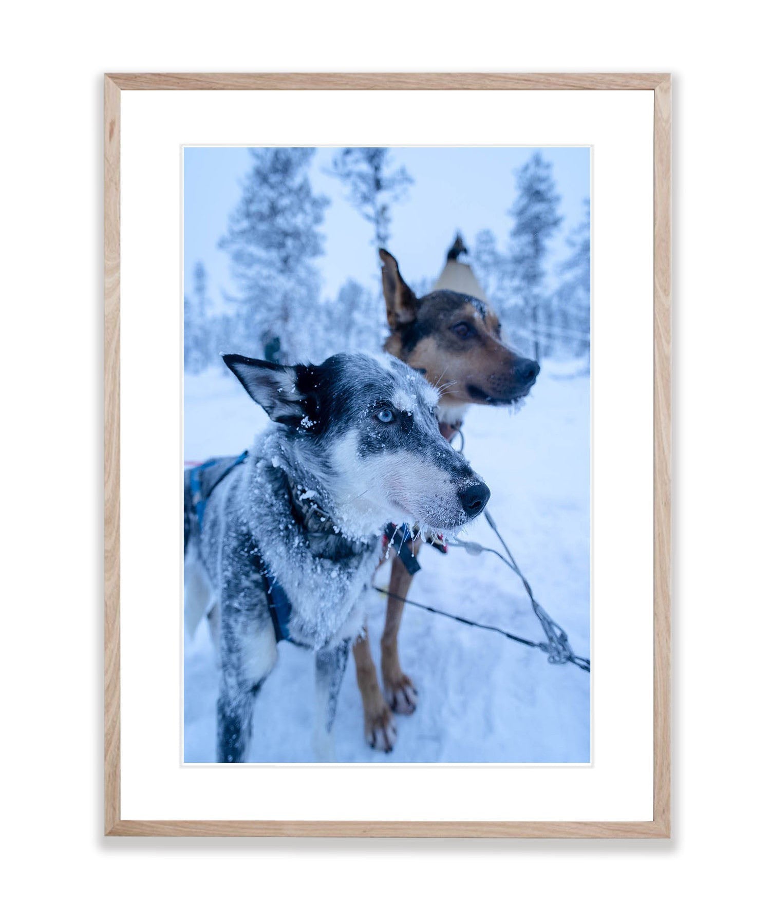 Snow Dogs, Sweden