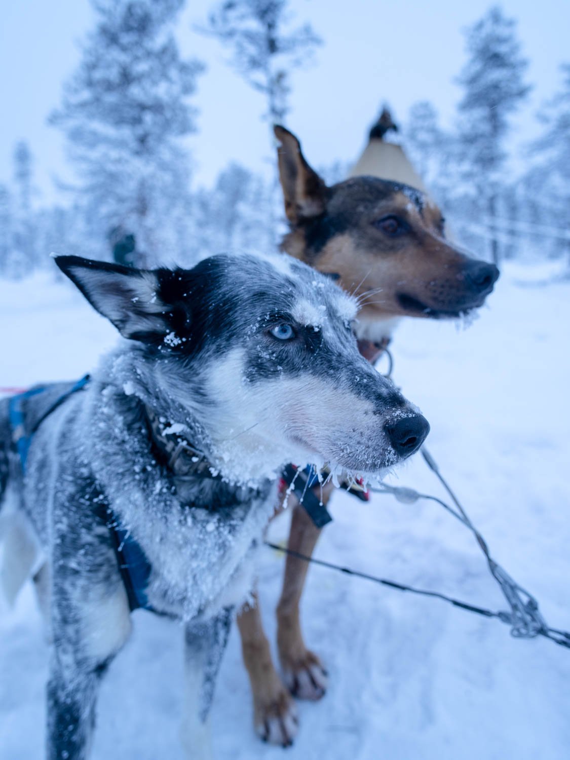 Couple of dogs in a snow-covered land, Sweden #29