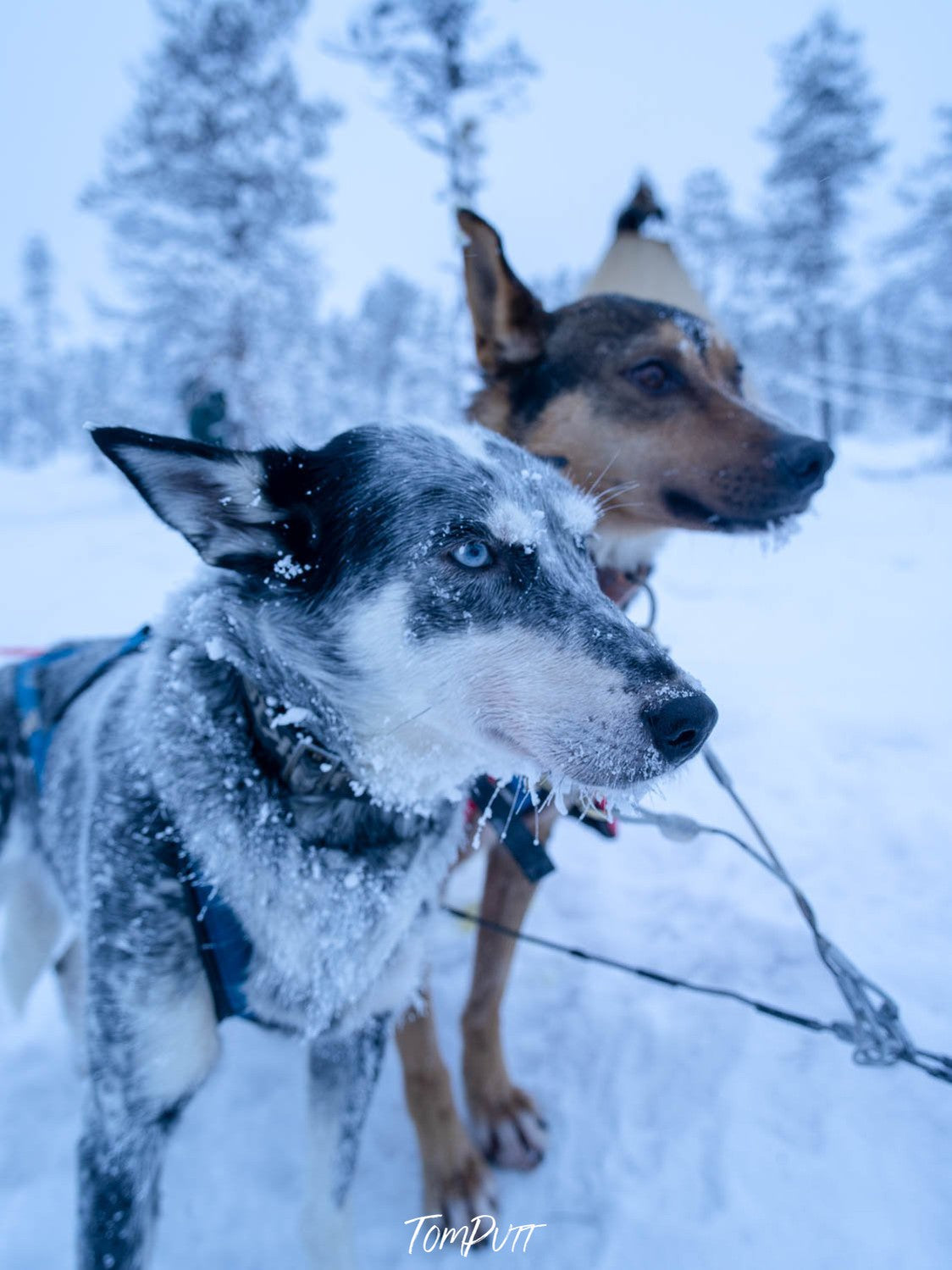 Couple of dogs in a snow-covered land, Sweden No.29