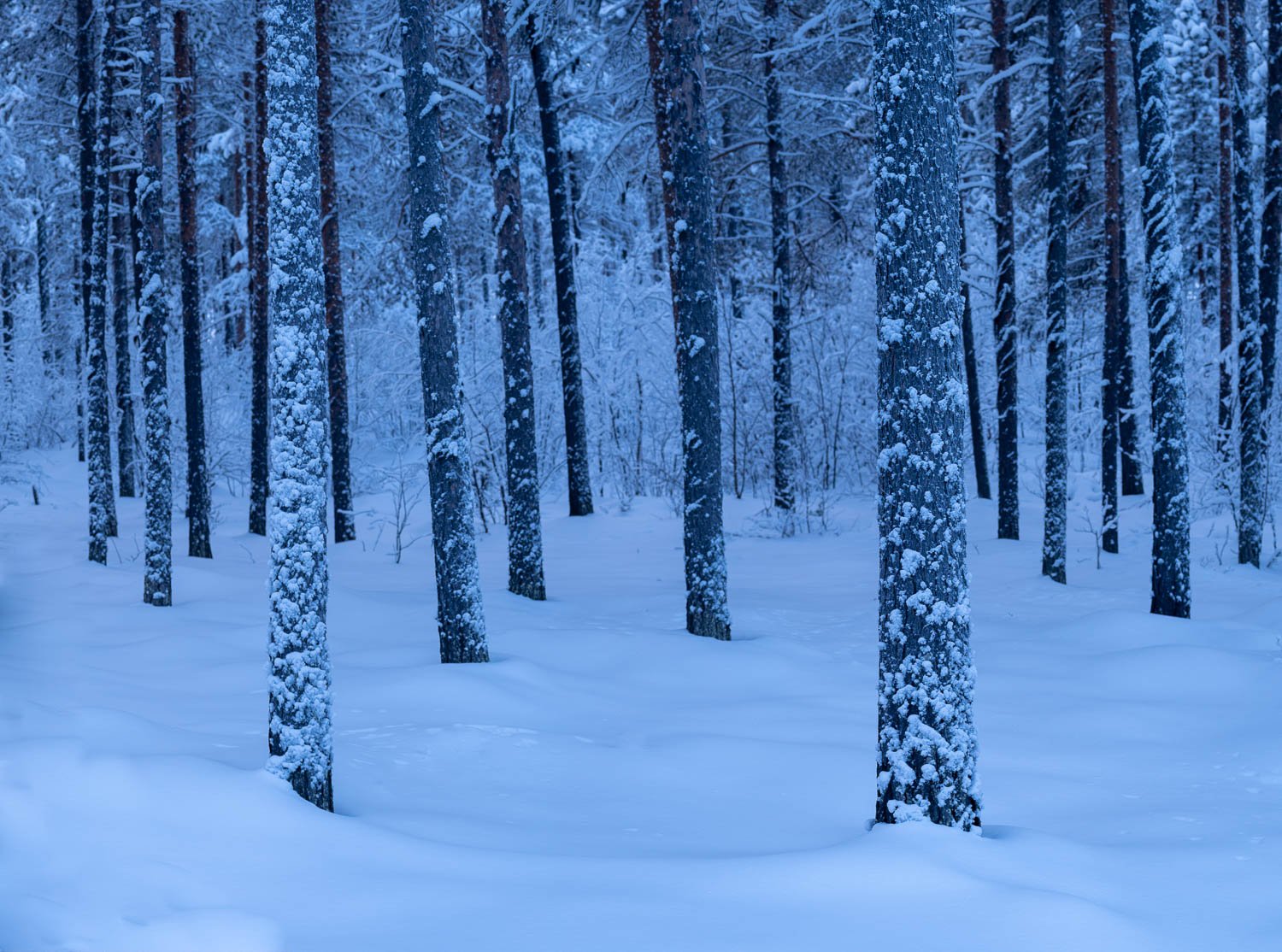 A jungle with many long-standing trees covered with snow, Sweden #30