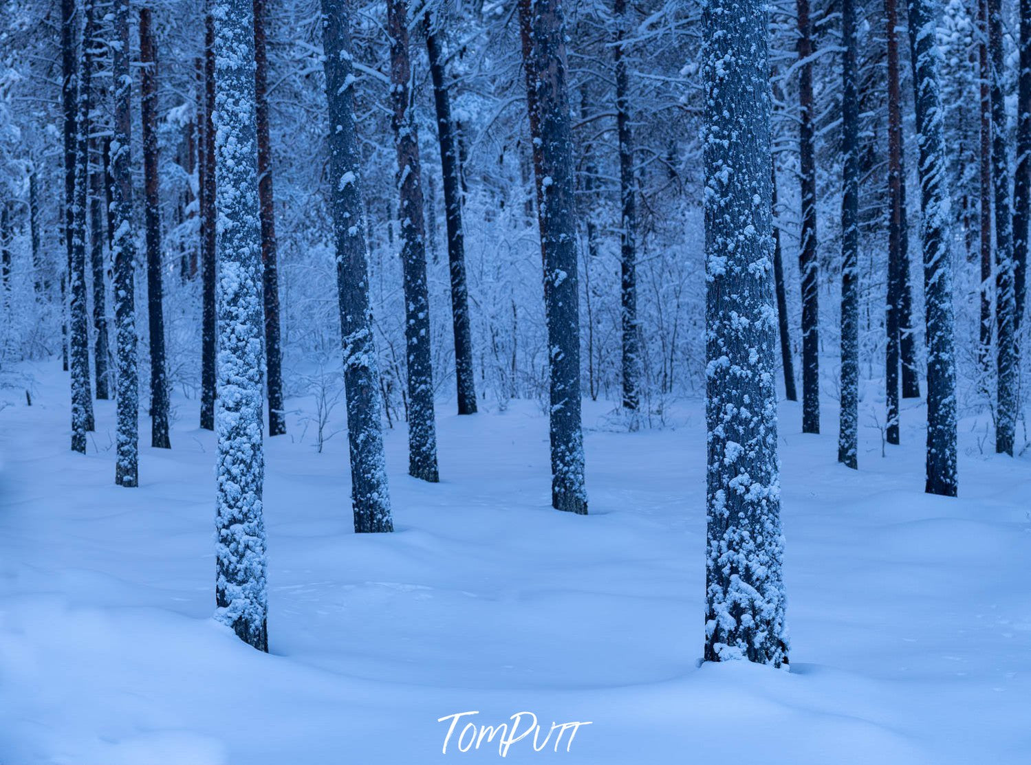 A jungle with many long-standing trees covered with snow, Sweden No.30