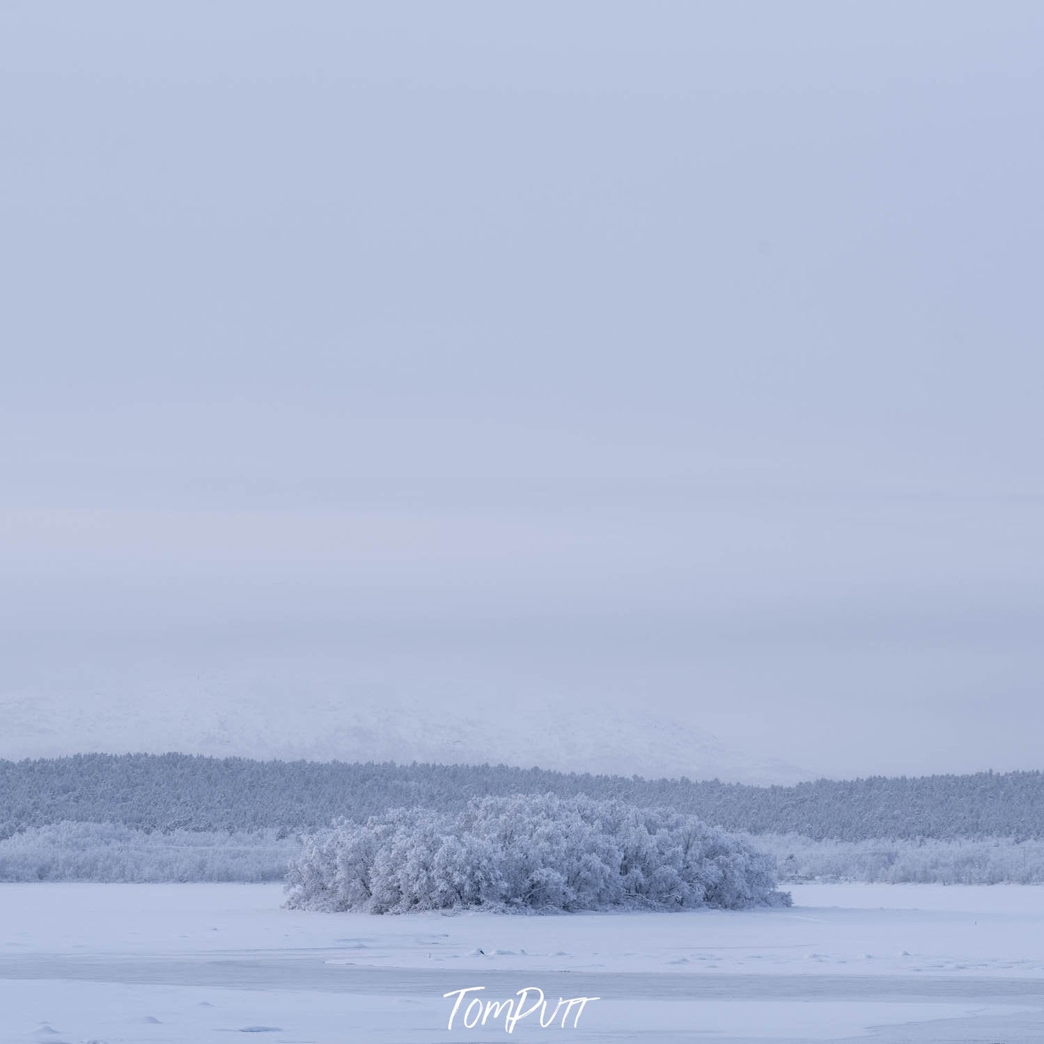 Massive group of bushes under the snow, Sweden No.34