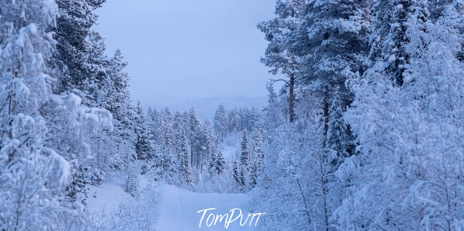 A group of bushes and plants covered with the snow, Sweden No.9 