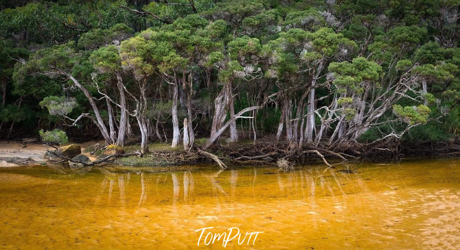 A massive group of trees on the edge of a yellow lake, Tannin Creek - Wilson's Promontory VIC