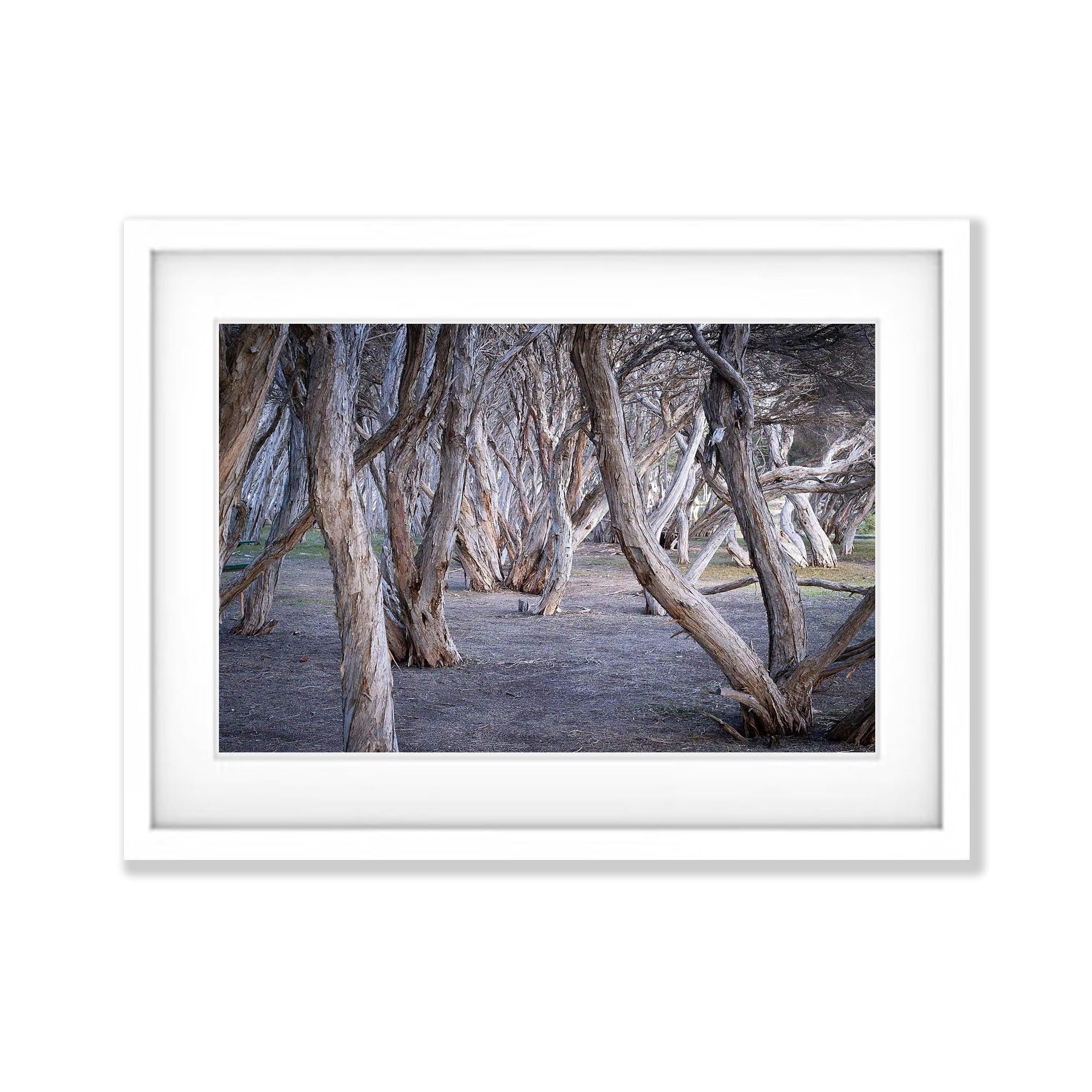 Tea Tree, Kangaroo Island, South Australia