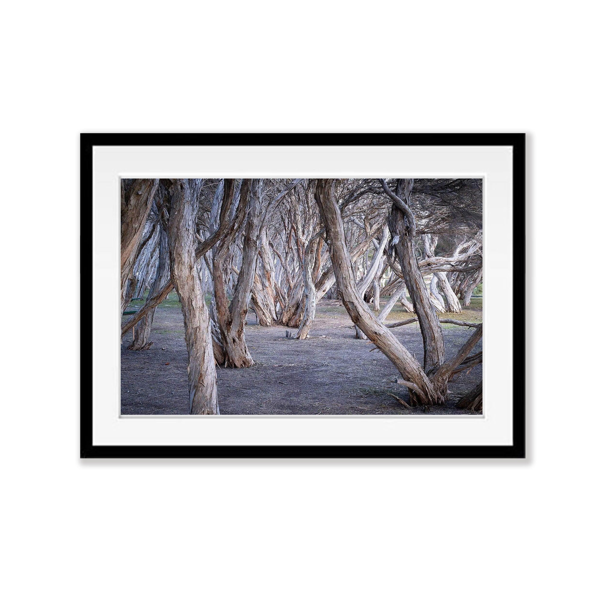 Tea Tree, Kangaroo Island, South Australia