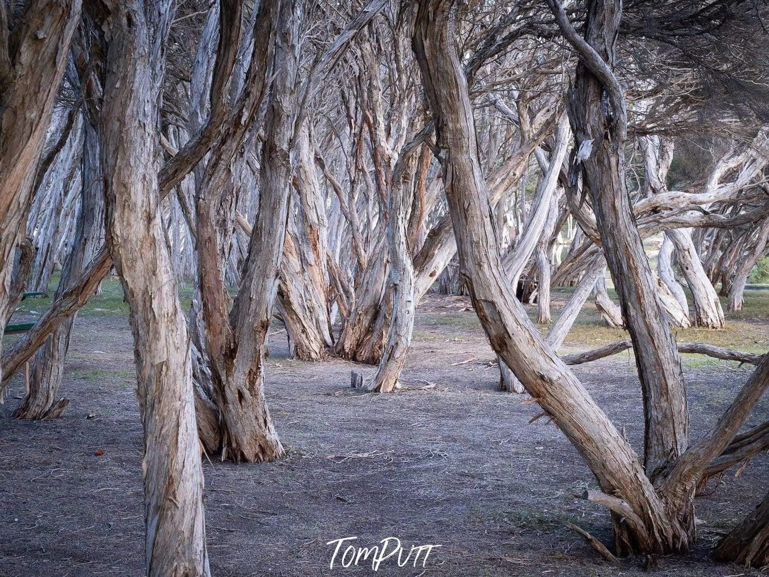 A lot of empty trees in a forest, Tea Tree - Kangaroo Island SA