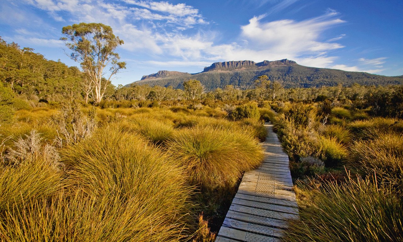 A woody steps pathway partially covered with bushes and an open forest area, Cradle Mountain #18, Tasmania