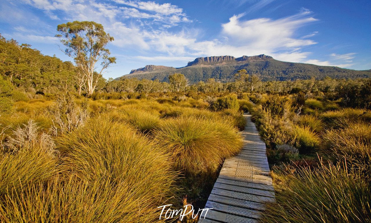 A woody steps pathway partially covered with bushes and an open forest area, Cradle Mountain #18, Tasmania