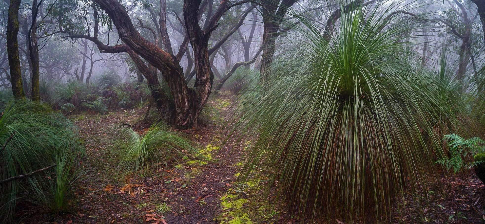Some bushes and trees in a forest, The Path - Mornington Peninsula VIC