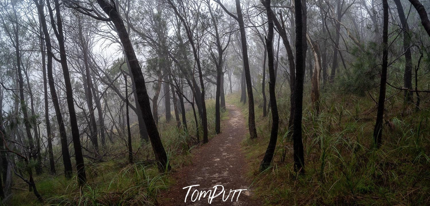 The Path to Kings Falls, Arthurs Seat - Mornington Peninsula, VIC