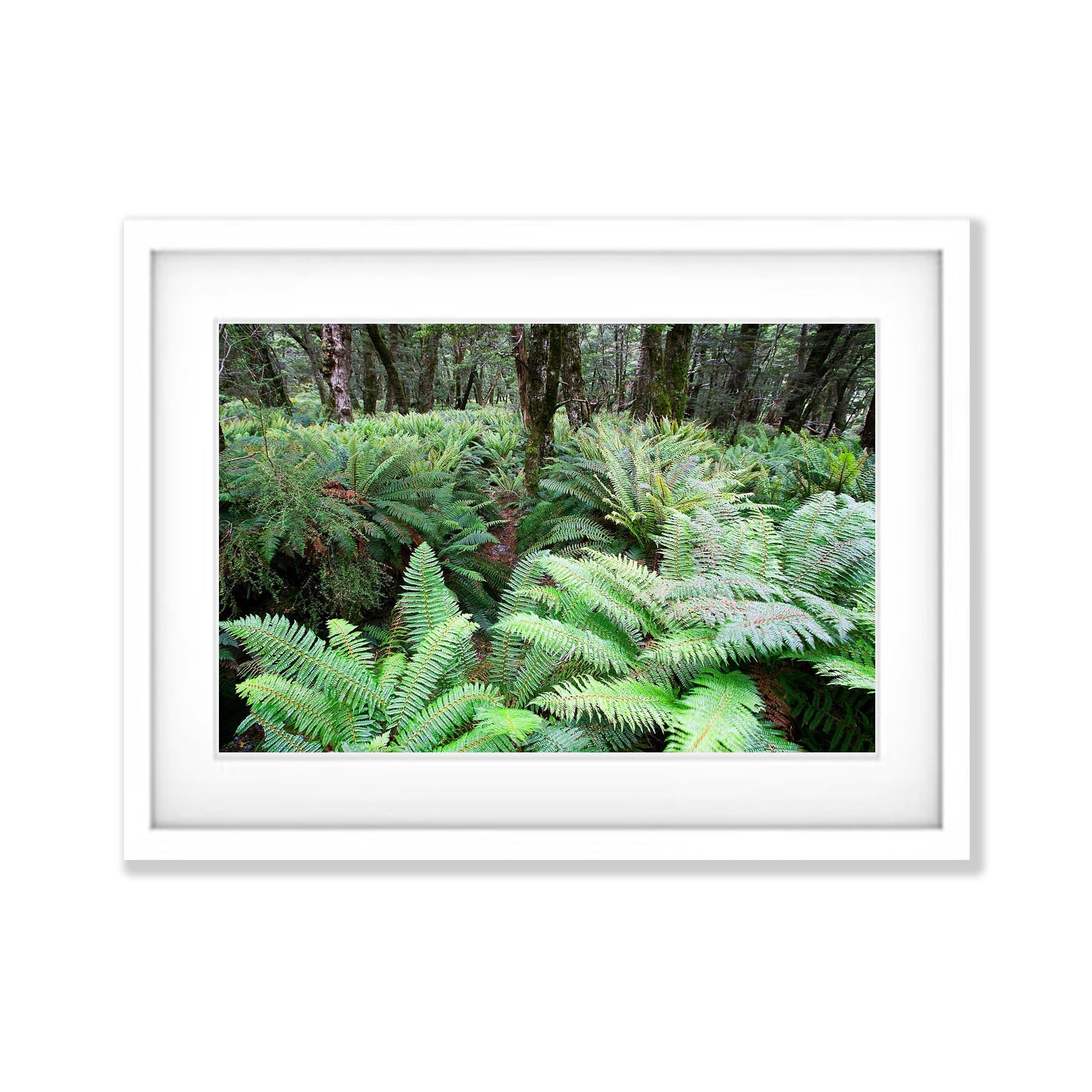 The Routeburn Fern Forests, Routeburn Track - New Zealand
