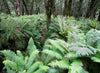 Large bunches of leaves and plants in a forest, The Routeburn Fern Forests, Routeburn Track - New Zealand