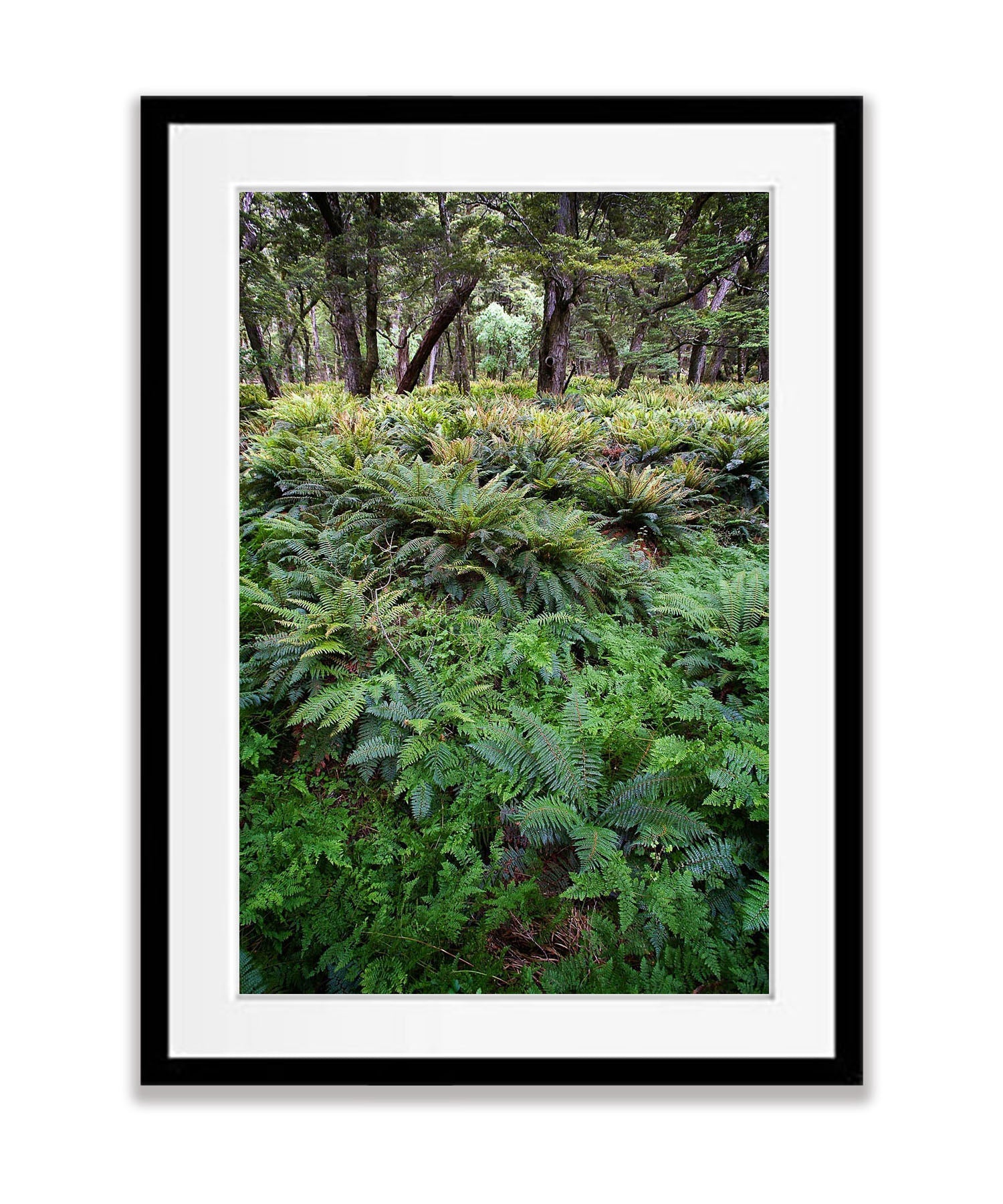 The Routeburn Rainforest, Routeburn Track - New Zealand