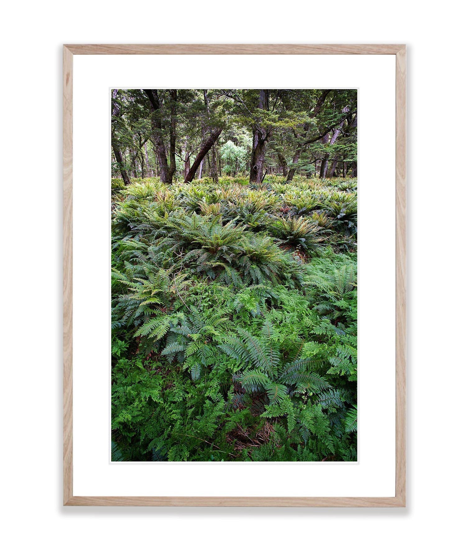 The Routeburn Rainforest, Routeburn Track - New Zealand