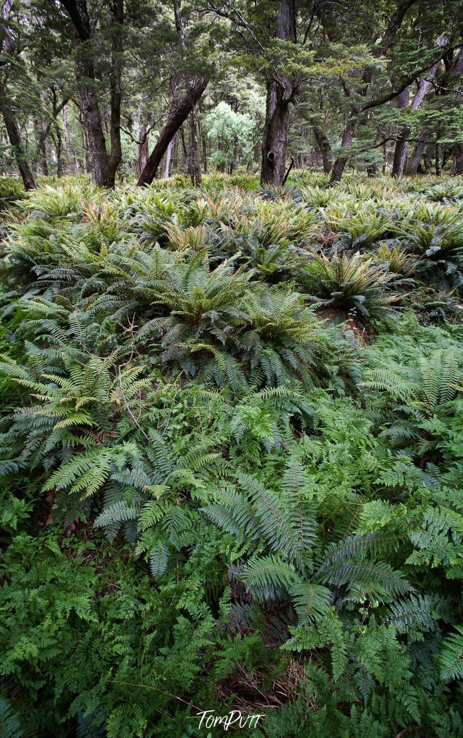 A forest with a lot of green plants and bushes, The Routeburn Rainforest, Routeburn Track - New Zealand