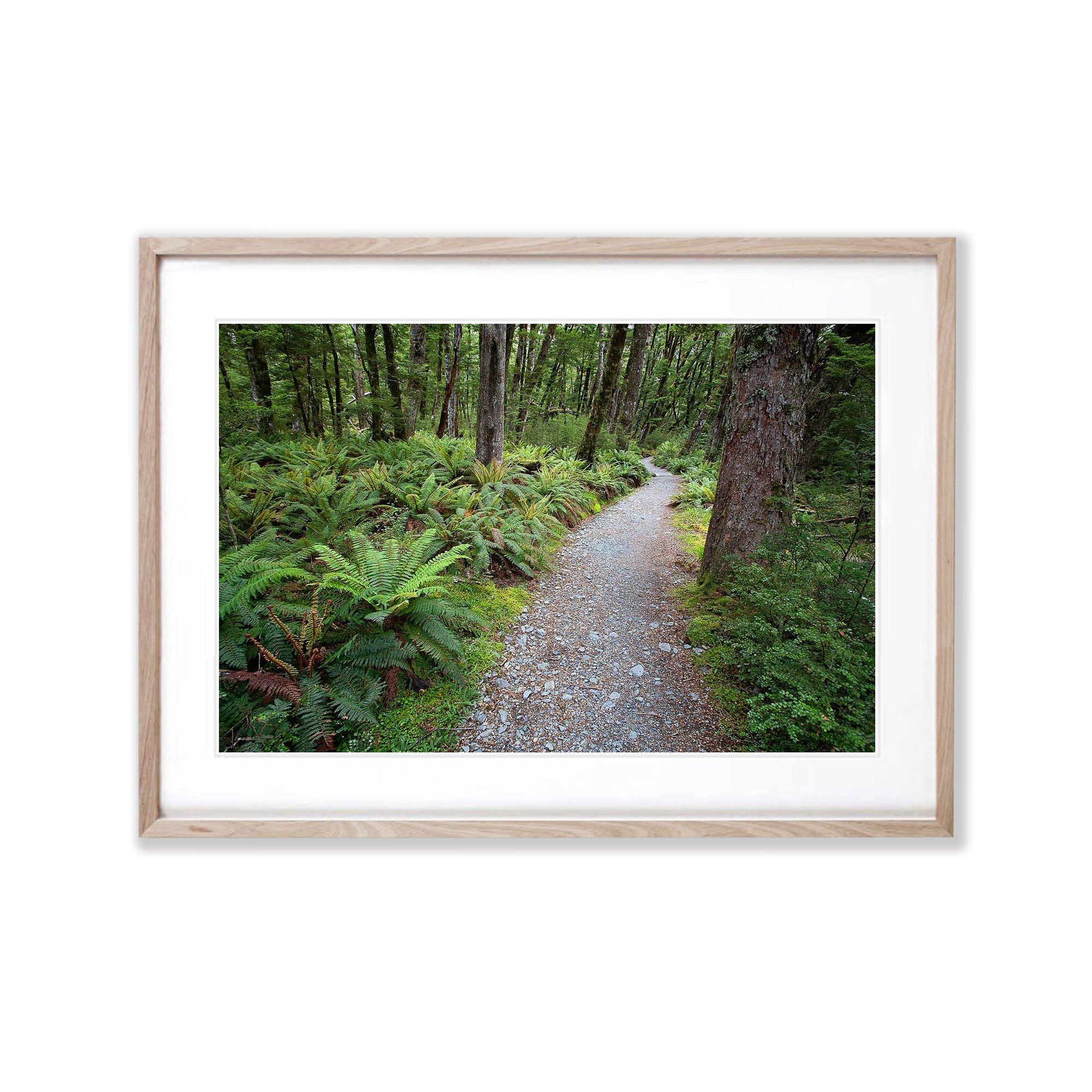 Serene Path, Routeburn Track, NZL